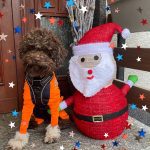 Lagotto Weihnachten mit Lotti
