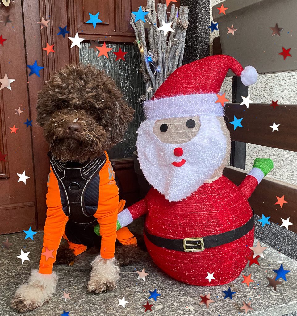 Lagotto Weihnachten mit Lotti