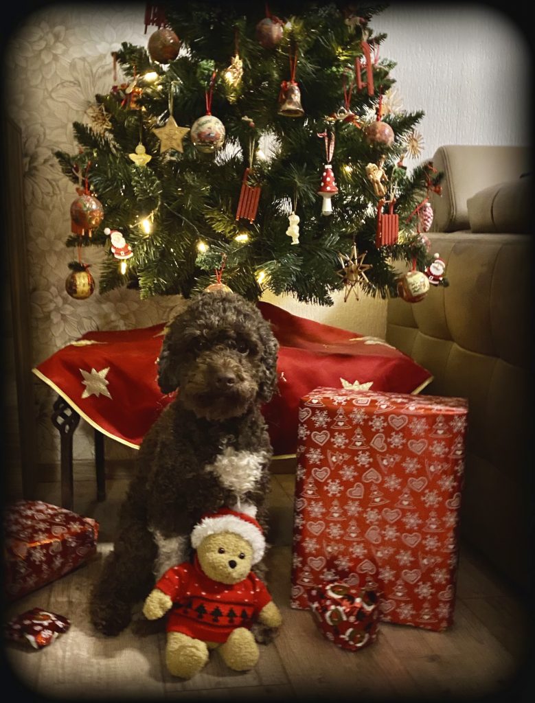 Lagotto Lotti