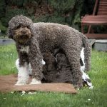 Eifelglück Lagotto