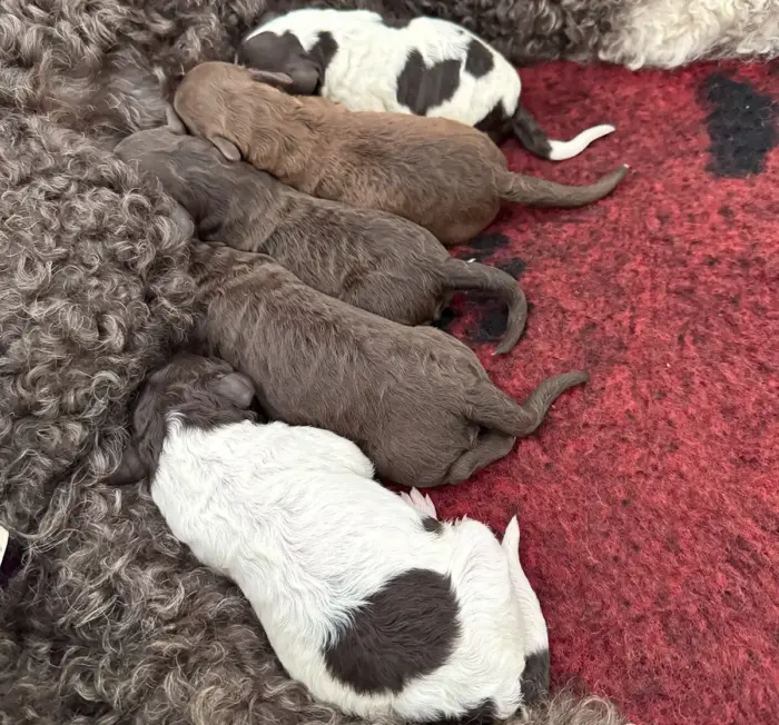 Lagotto Welpen erste Woche