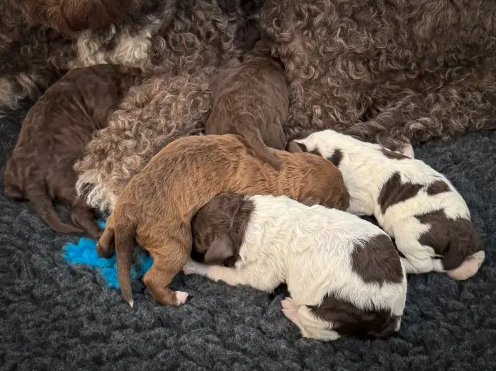 Lagotto Romagnolo