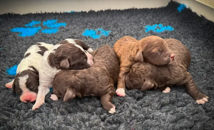 Lagotto Romagnolo Welpen