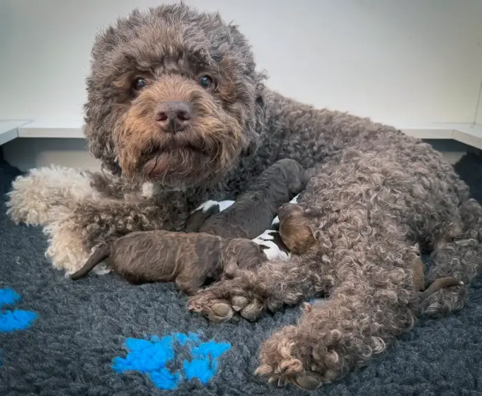 Lagotto Welpen erste Woche