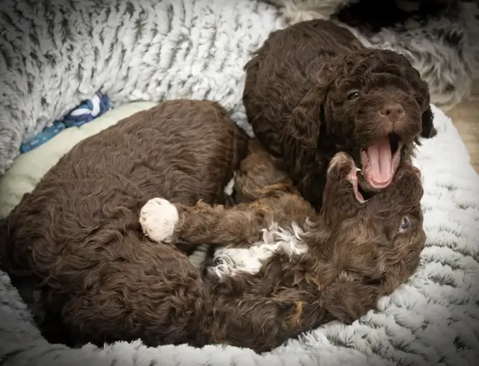 Lagotto vom Eifelglück