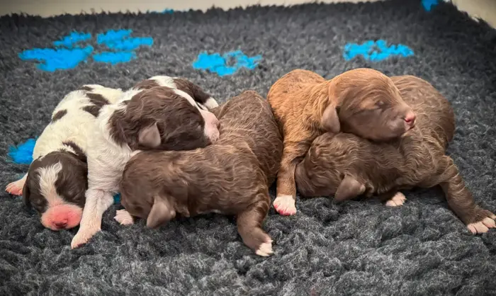 Lagotto Welpen erste Woche