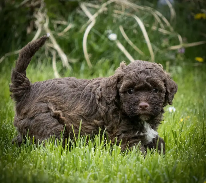 Welpen Lagotto vom Eifelglück