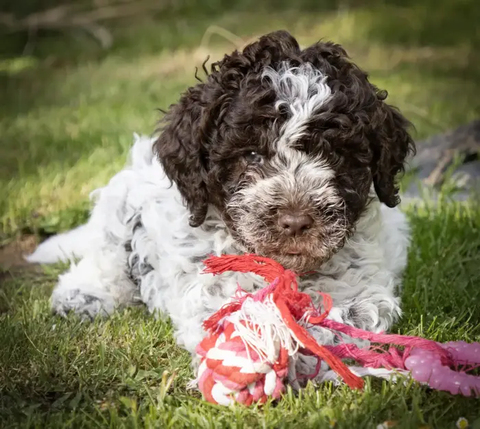 Welpen Lagotto Romognolo vom Eifelglück