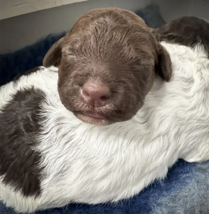 Lagotto Welpen erste Woche