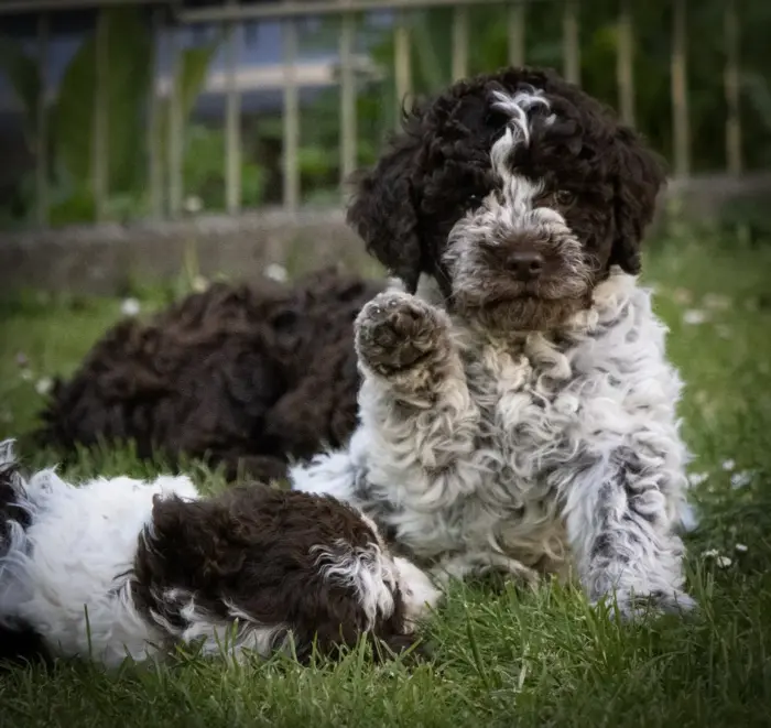 Welpen Lagotto Romognolo vom Eifelglück