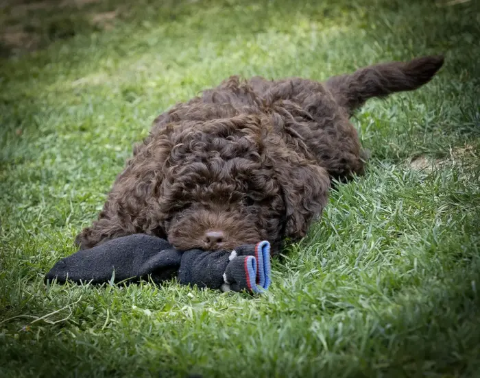 Welpen Lagotto Romognolo vom Eifelglück