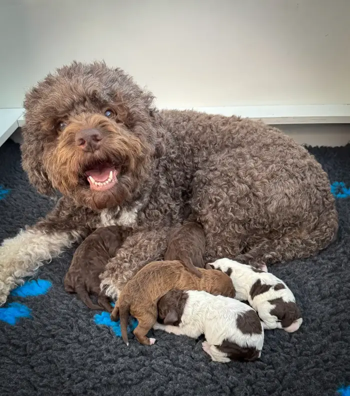 Welpen Lagotto Romognolo vom Eifelglück