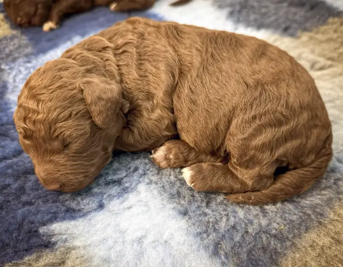 Lagotto Welpen erste Woche