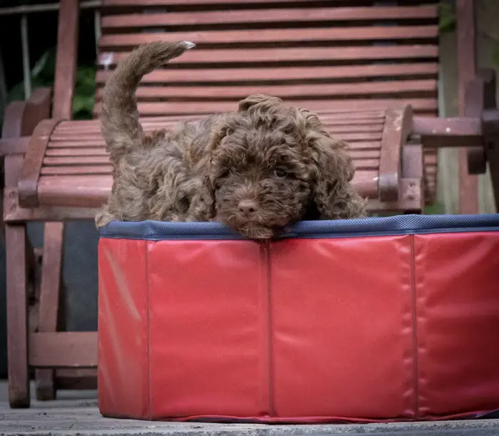 Lagotto Romognolo steht im Pool