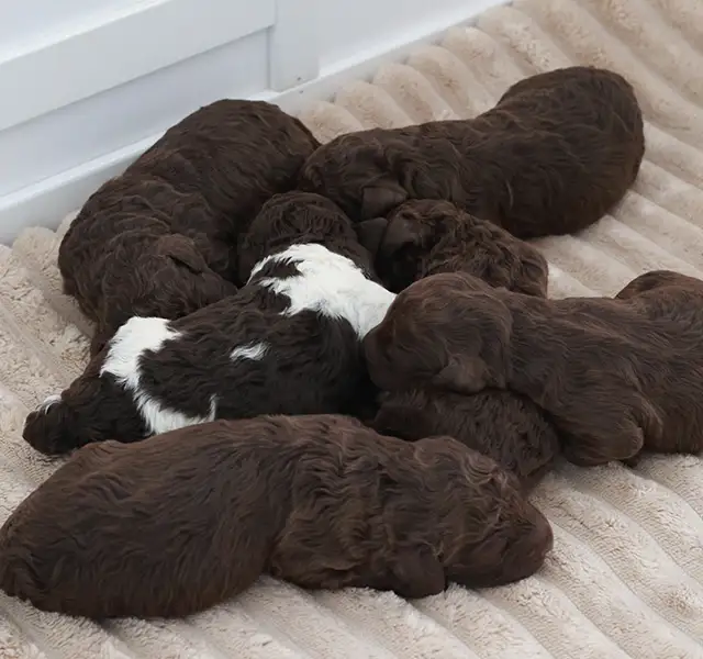 Lagotto Romagnolo Welpen