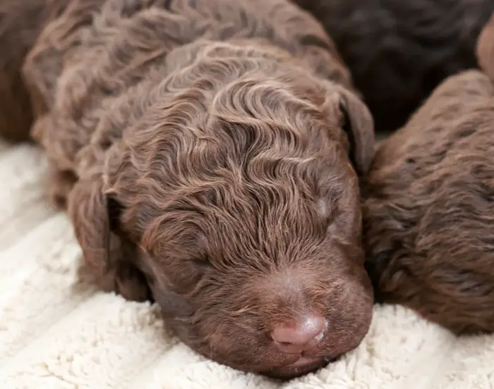 Lagotto Welpe
