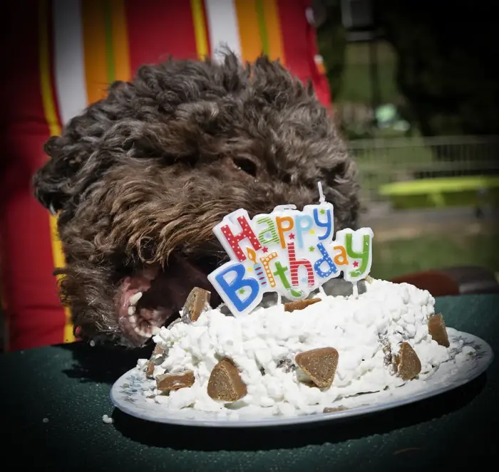Lagotto hat Geburtstag