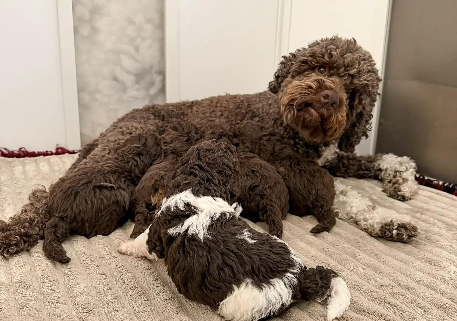 Lagotto Welpen mit Mutter Lotti