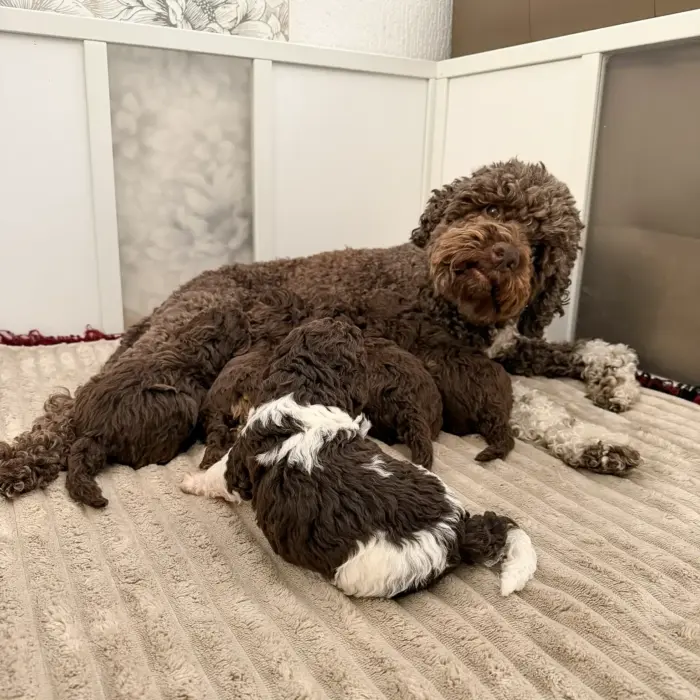 Lagotto Welpen mit Mutter Lotti