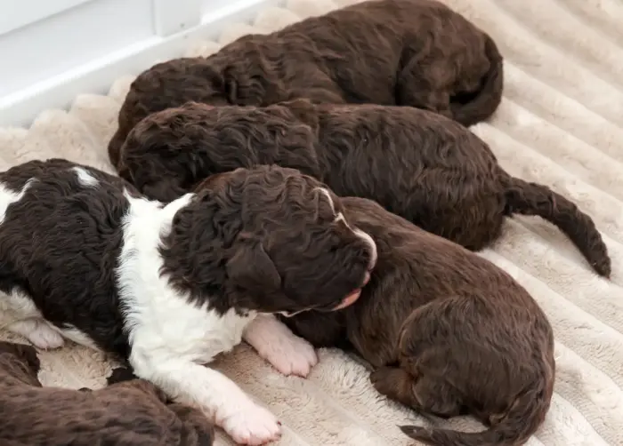 Lagotto Welpen