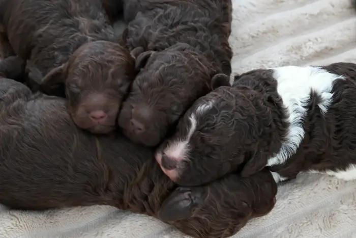 Lagotto Welpen