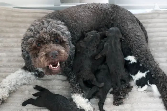 Lagotto Welpen