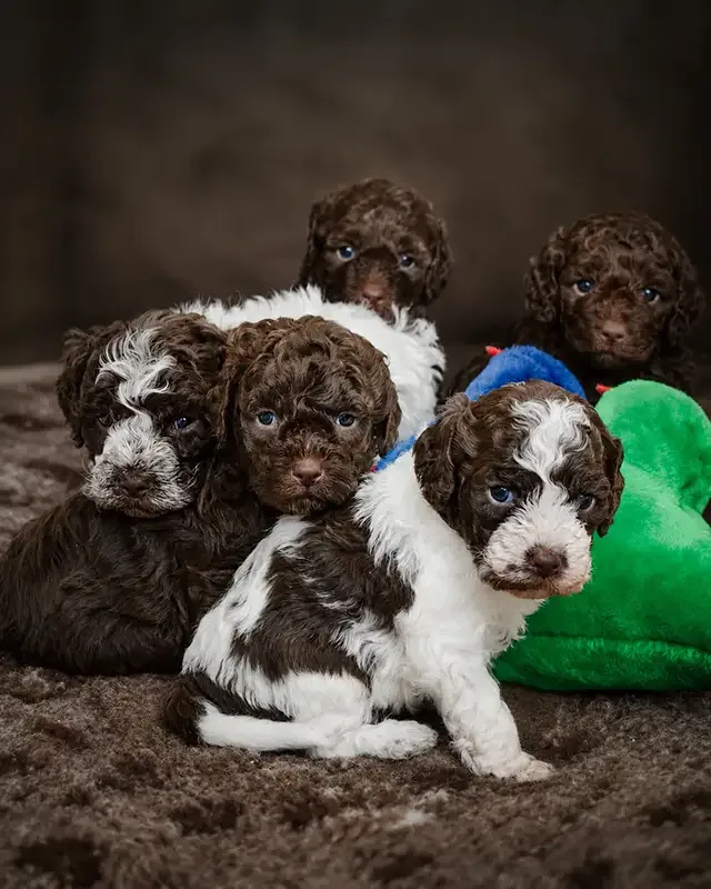 A-Wurf Lagotto vom Eifelglück