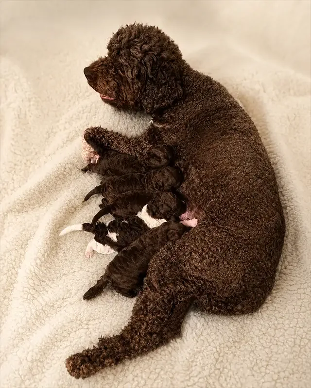 B-Wurf Lagotto vom Eifelglück