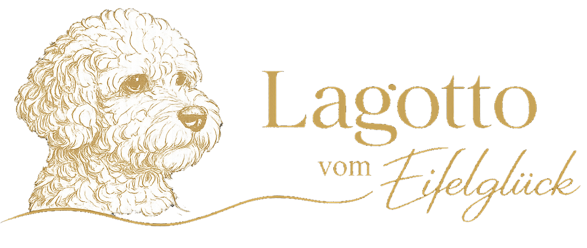 Lagotto Eifel
