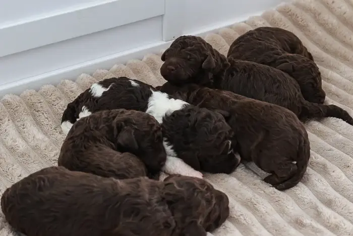 Lagotto Welpen 2 Woche