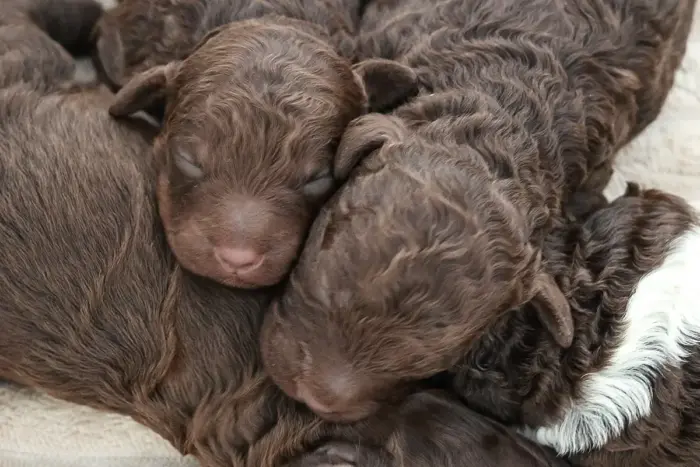 Lagotto Welpen 2 Woche