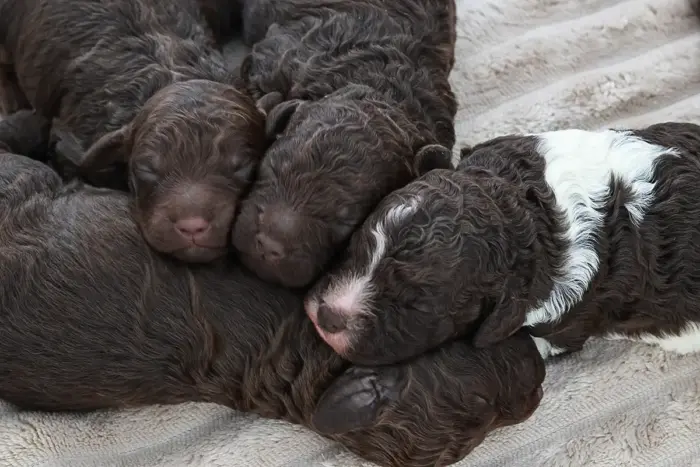 Lagotto Welpen 2 Woche