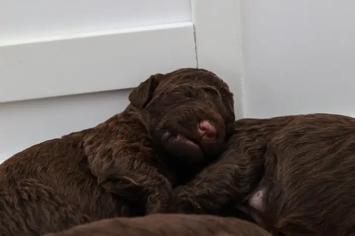 Lagotto Welpen 2 Woche