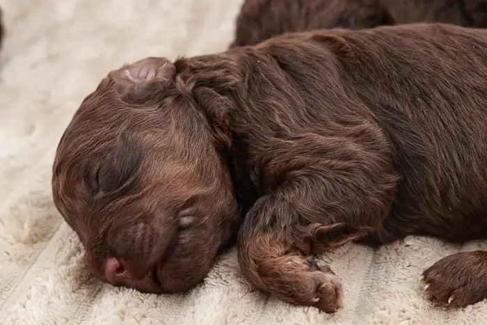 Lagotto Welpen 2 Woche