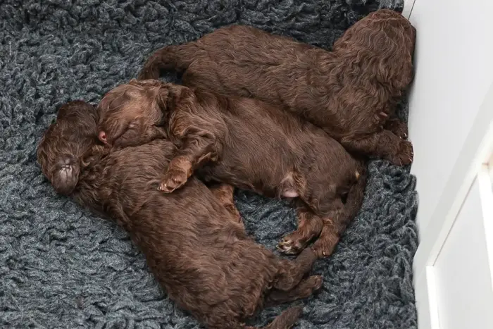 Lagotto Welpen 2 Woche
