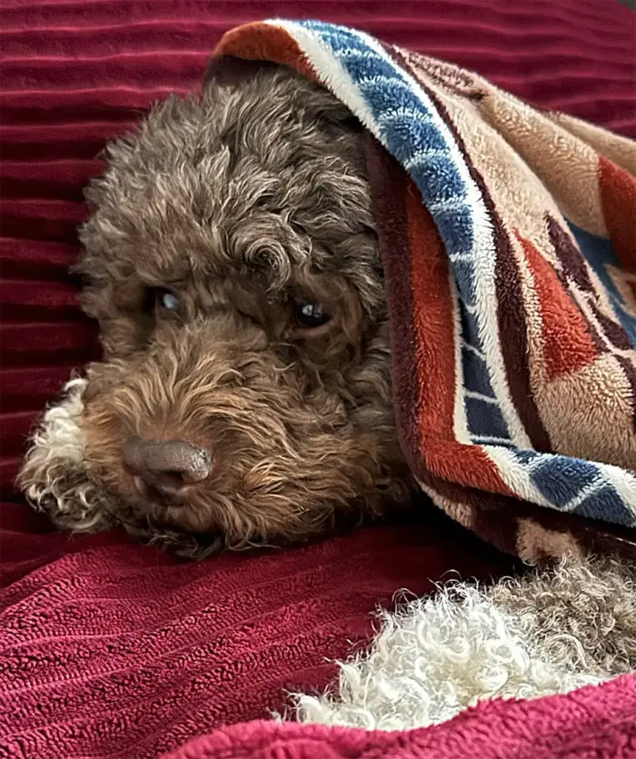 Lagotto liegt unter einer Decke