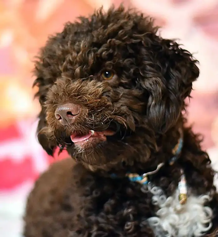 Lagotto Portrait