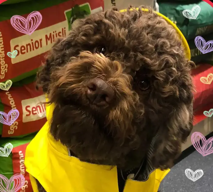 Lagotto mit Regenmantel