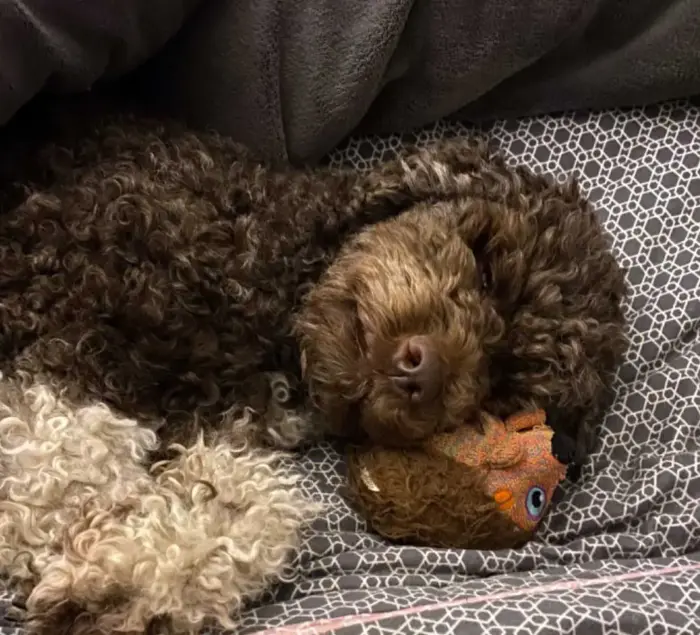 Lagotto schläft auf Stofftier