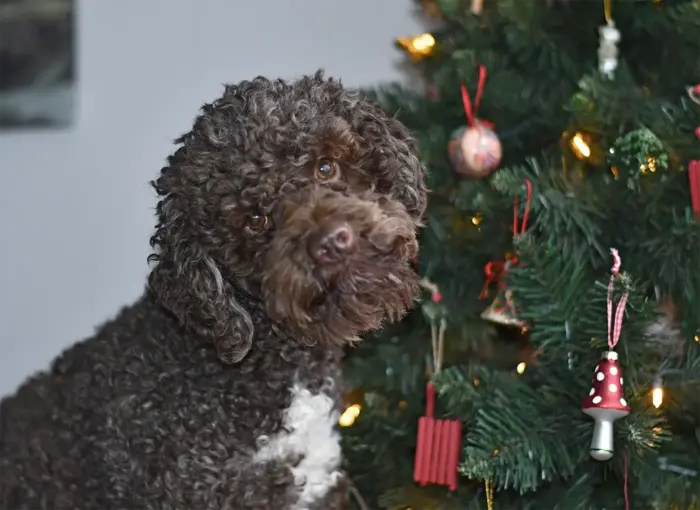 Lagotto am Weihnachtsbaum