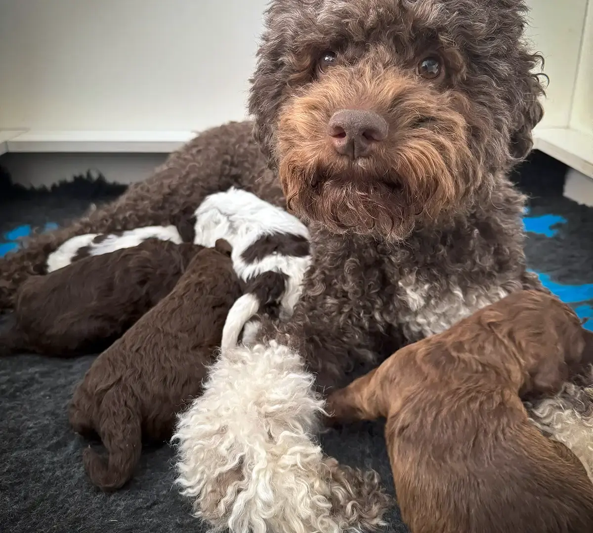 Lotti mit Welpen
